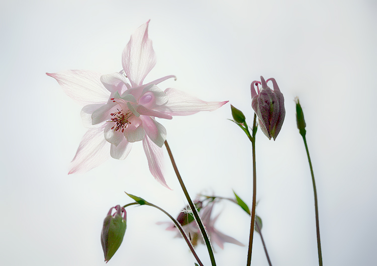 photo "***" tags: nature, macro and close-up, flowers