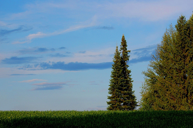 photo "***" tags: landscape, forest, summer