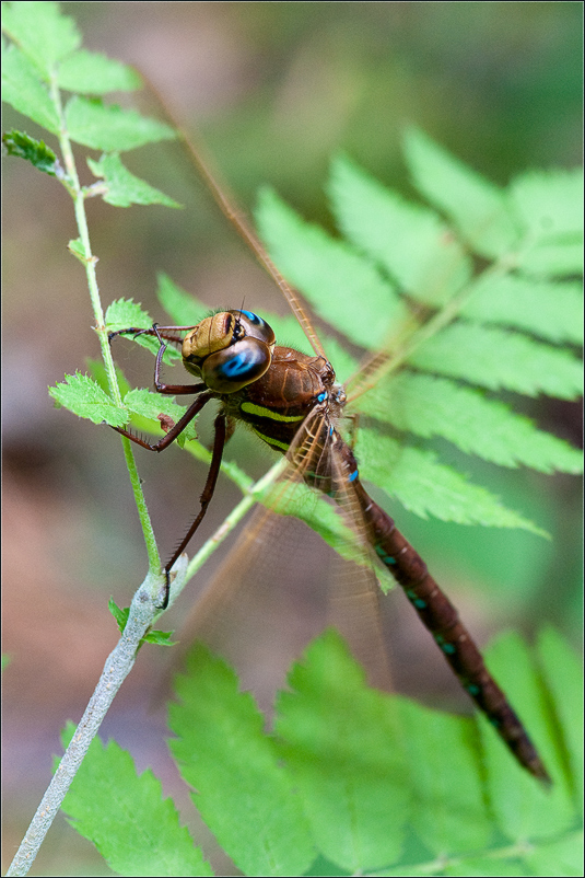 photo "***" tags: nature, insect