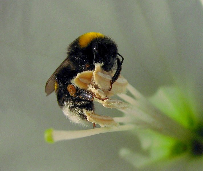 photo "***" tags: nature, macro and close-up, insect