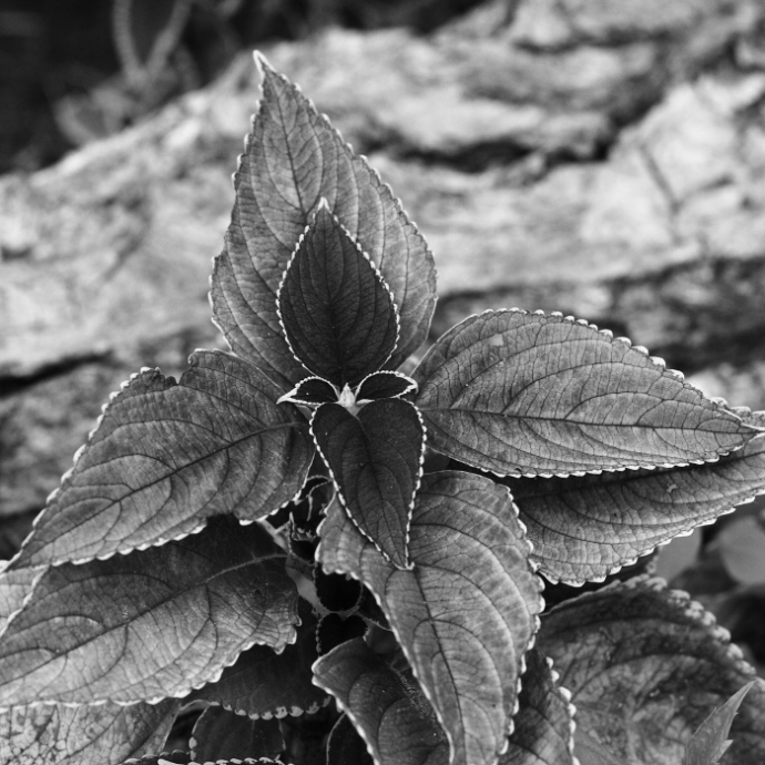 photo "*****" tags: nature, black&white, flowers