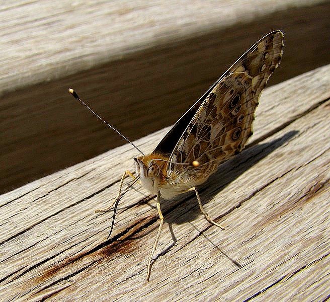 photo "***" tags: nature, macro and close-up, insect