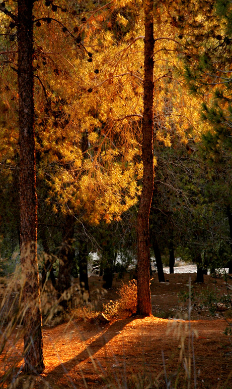 photo "***" tags: landscape, forest