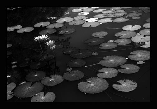 photo "water lily" tags: nature, flowers