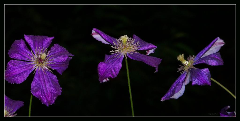 photo "***" tags: nature, flowers