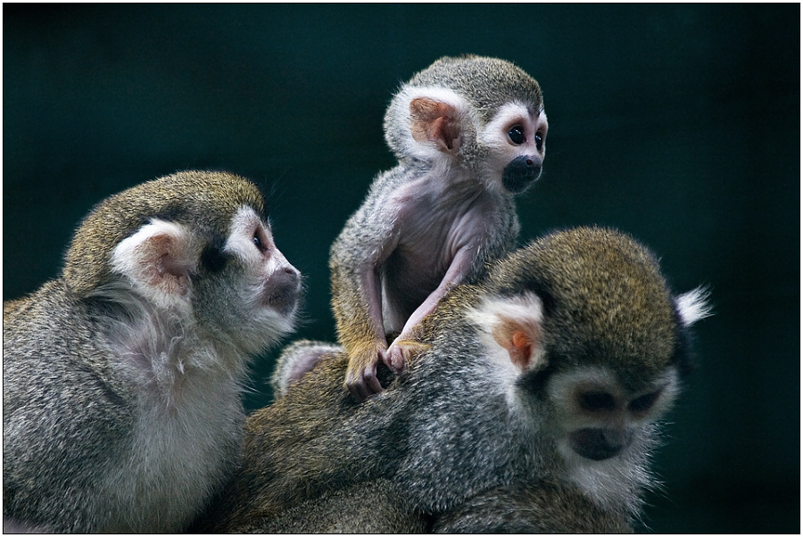 photo "Family pyramid" tags: nature, genre, wild animals