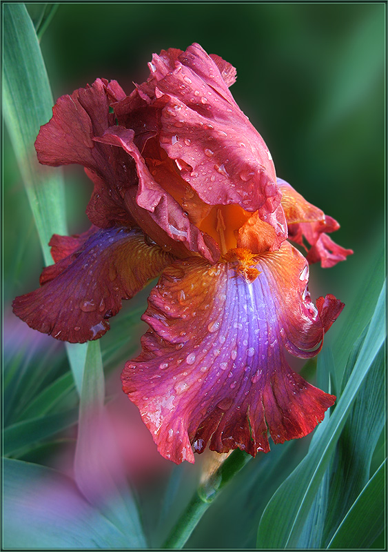 photo ""Terre de Feu" (Iris)" tags: nature, flowers