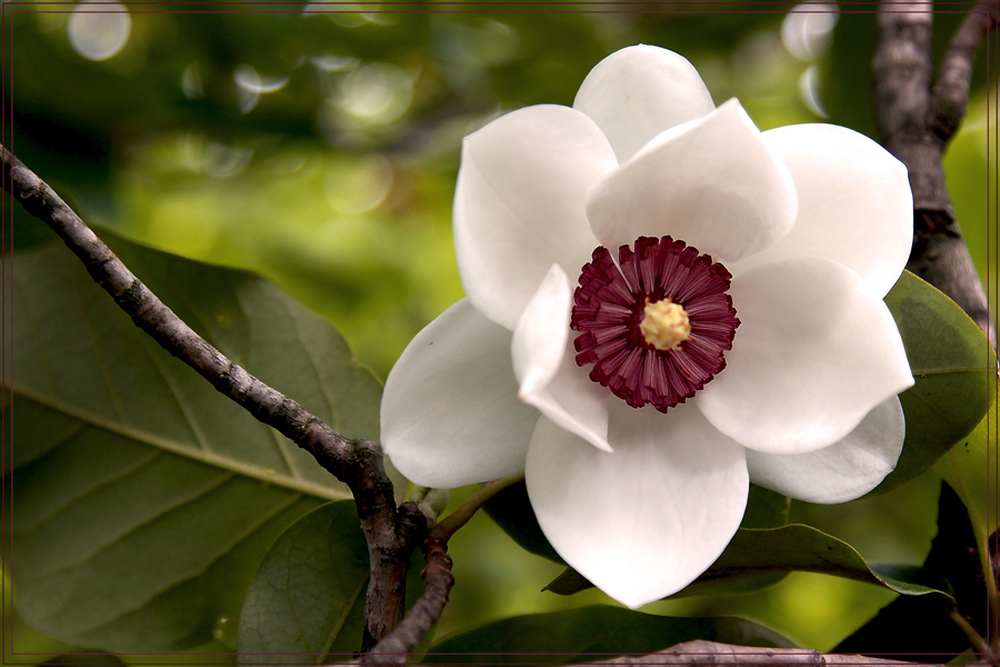 photo "***" tags: nature, flowers