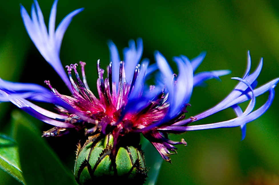 photo "***" tags: nature, flowers