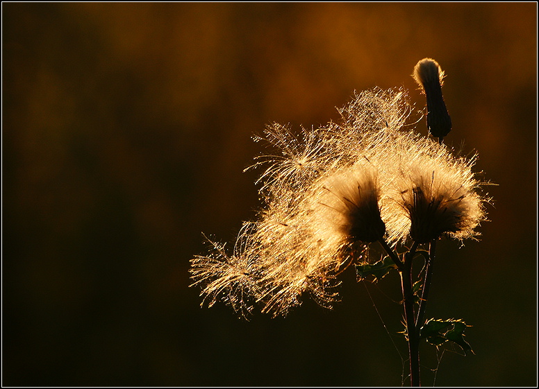 photo "***" tags: nature, 