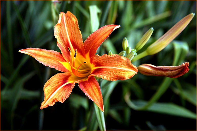 photo "***" tags: nature, flowers