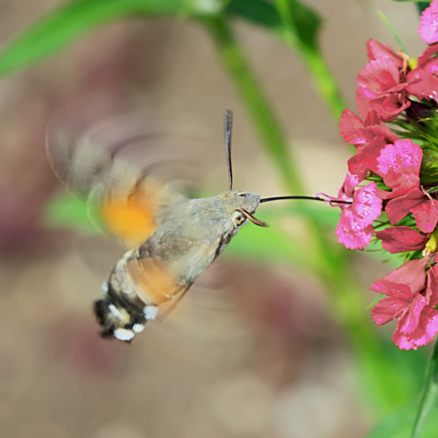 photo "***" tags: nature, insect