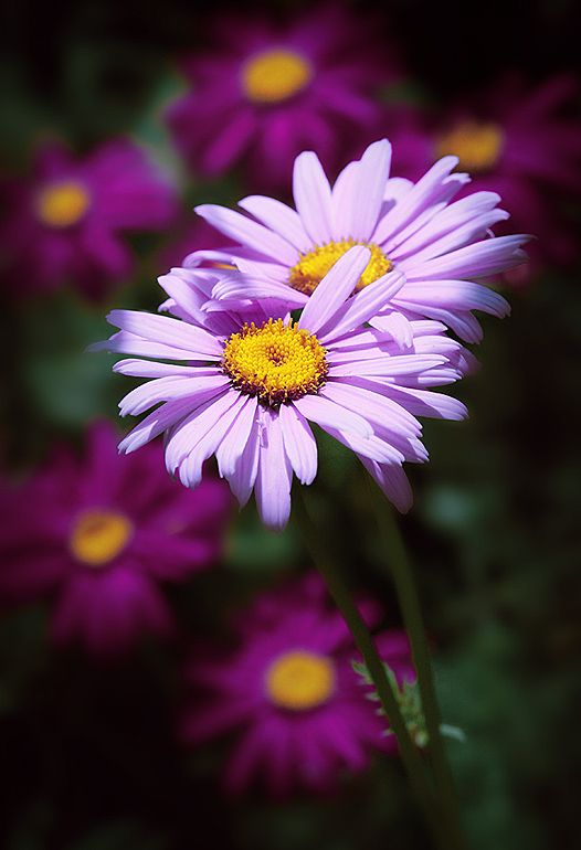 photo "***" tags: nature, flowers