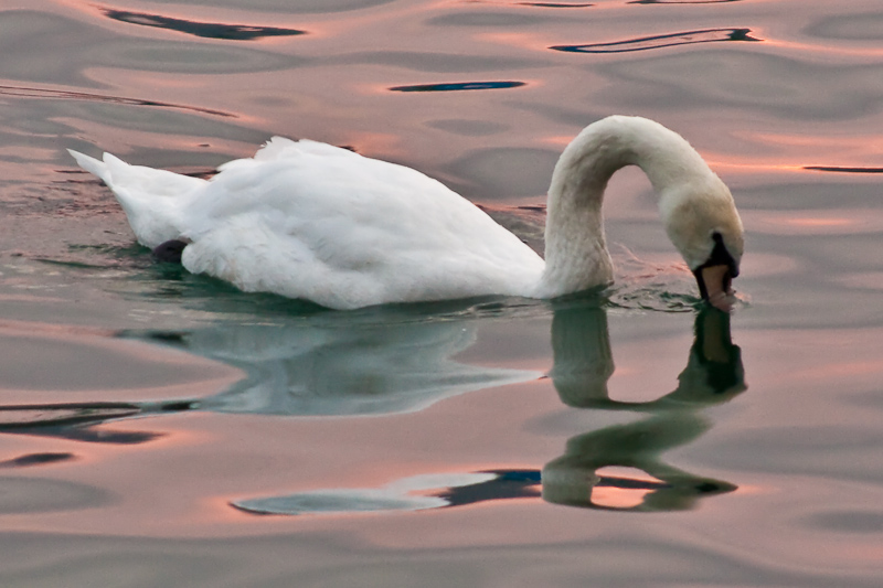 photo "Reflection" tags: nature, landscape, water