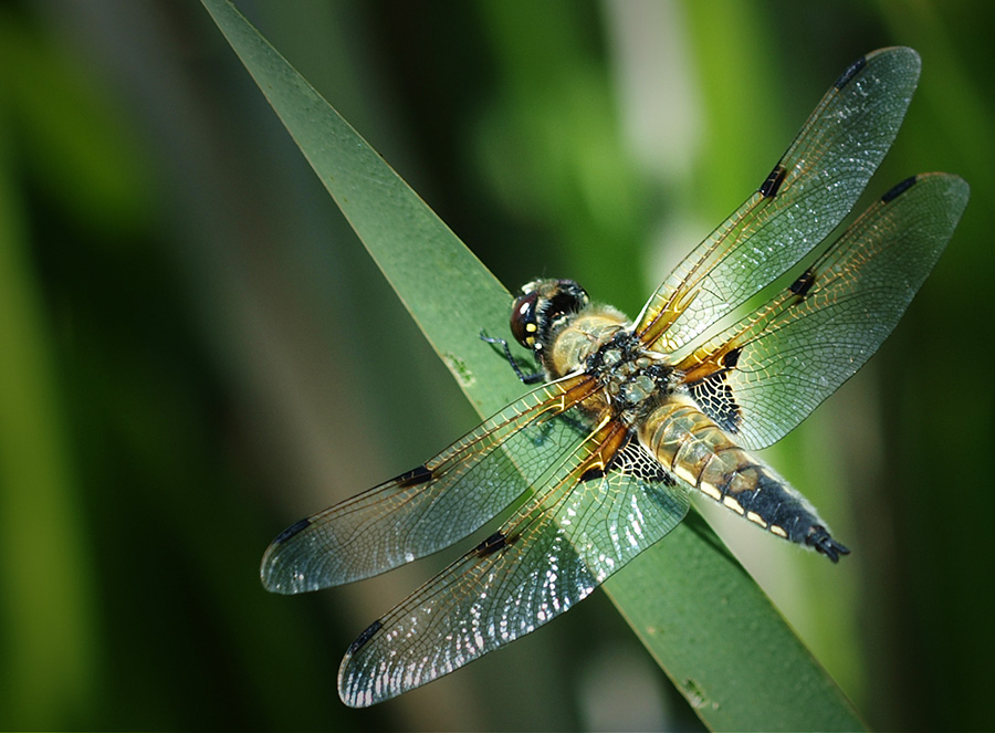 photo "Libellula quadrimaculata" tags: macro and close-up, nature, insect