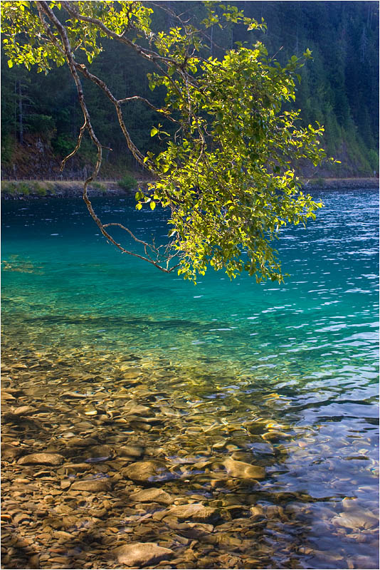 photo "Branch" tags: landscape, nature, flowers, water