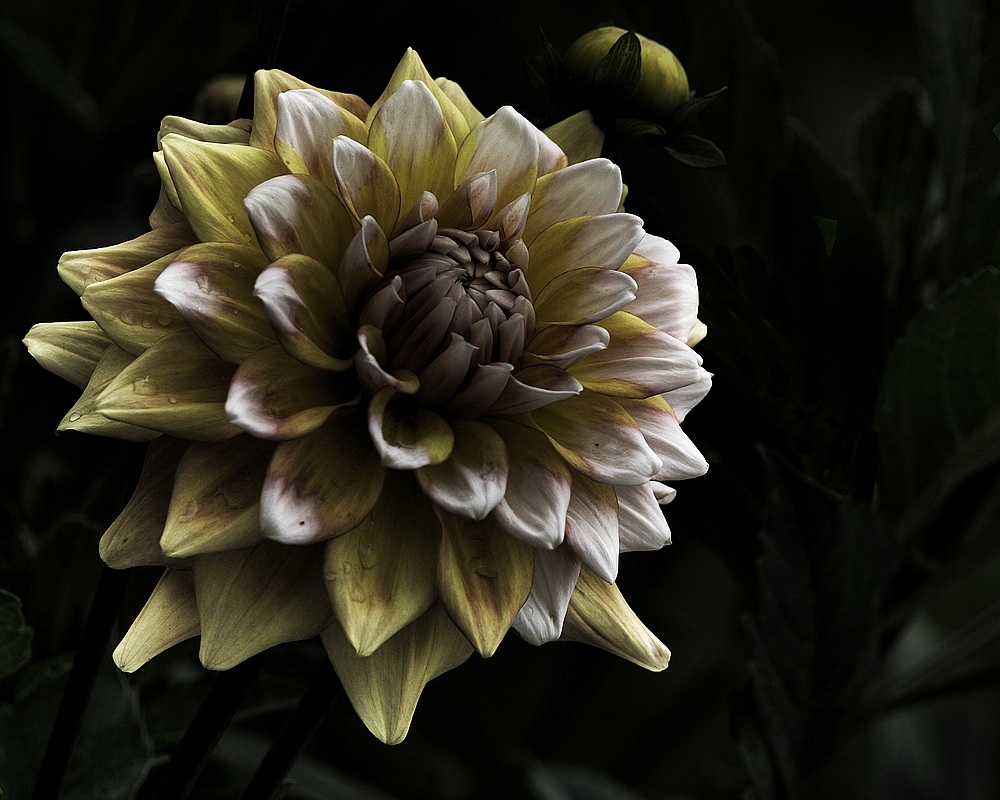 фото "dahlia" метки: природа, макро и крупный план, цветы