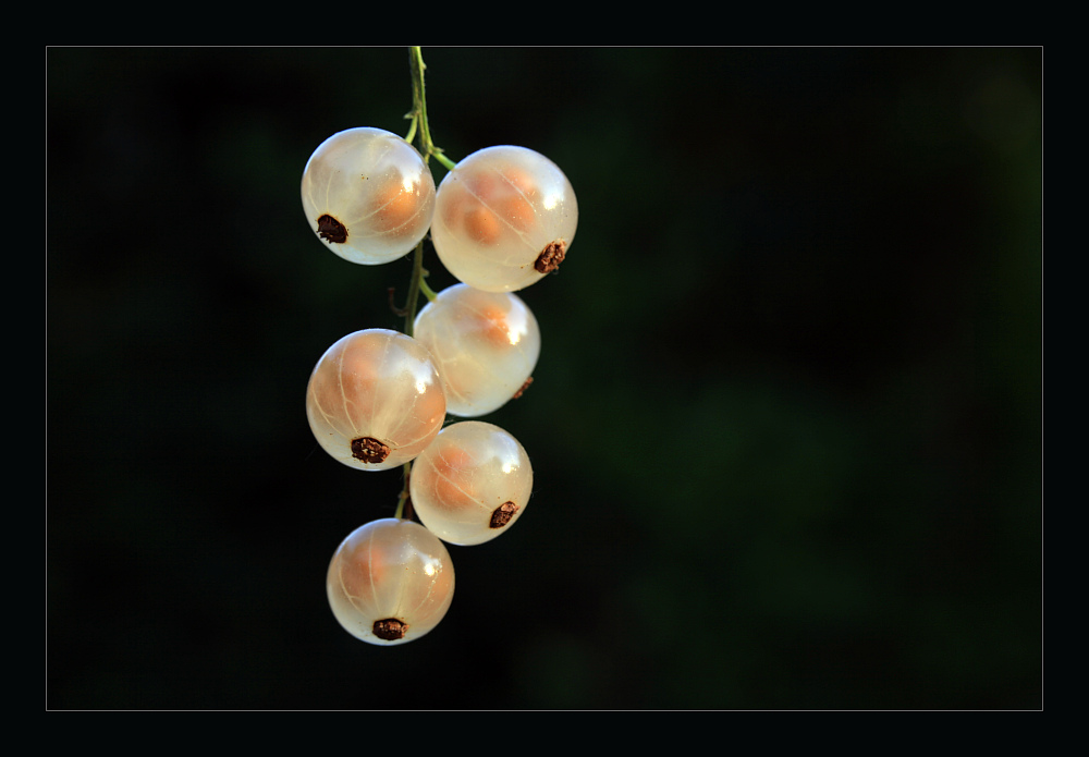 photo "Ribes rubrum" tags: nature, flowers