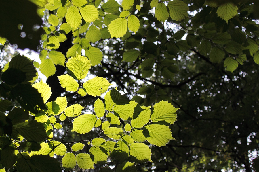 photo "In anticipation of autumn" tags: landscape, forest