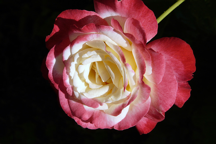 photo "Song of Love" tags: nature, macro and close-up, flowers