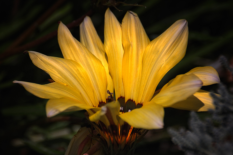 photo "***" tags: nature, flowers