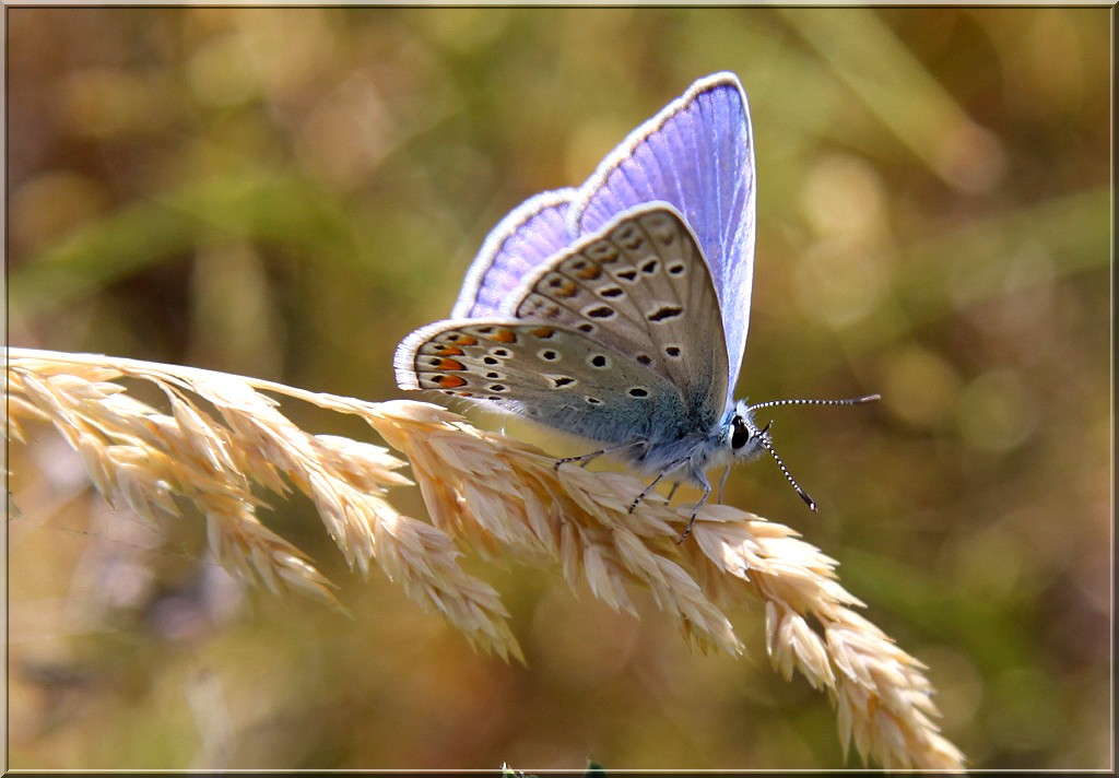 photo "***" tags: nature, flowers, insect