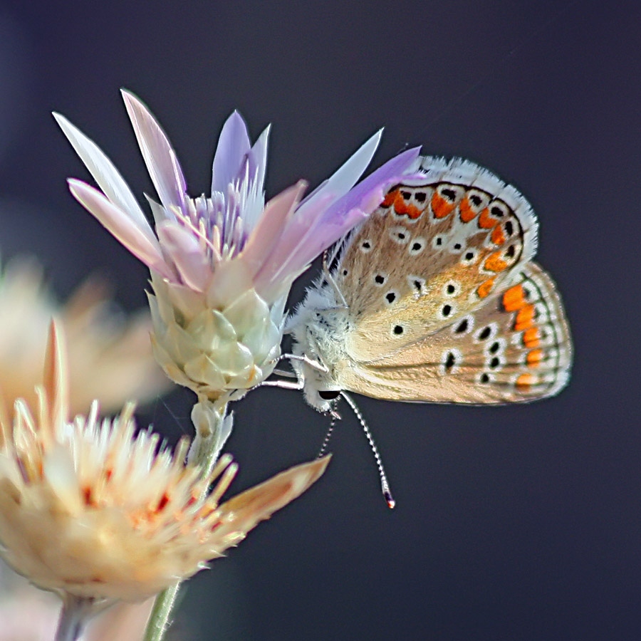 photo "Butterfly" tags: nature, insect