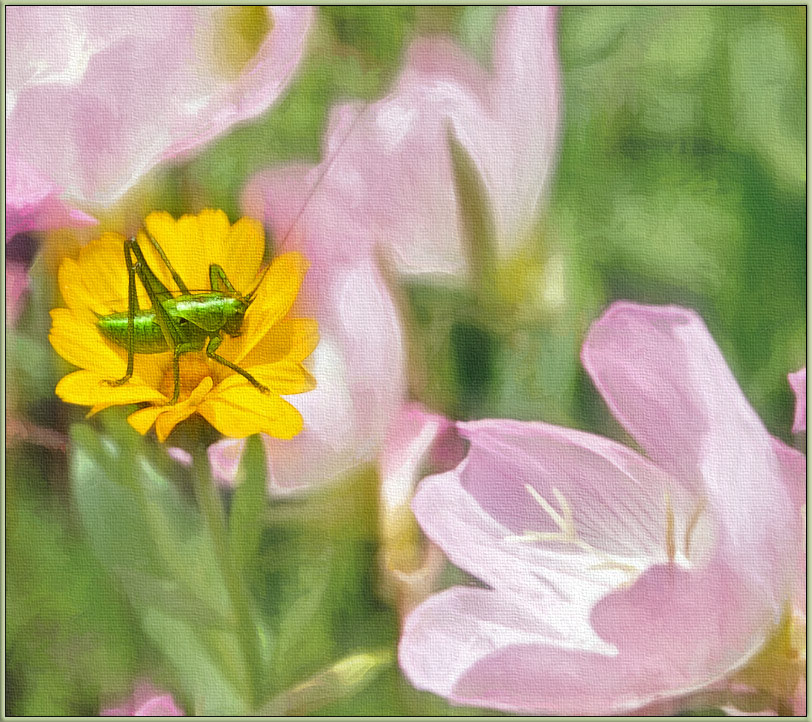 photo "***" tags: nature, flowers, insect