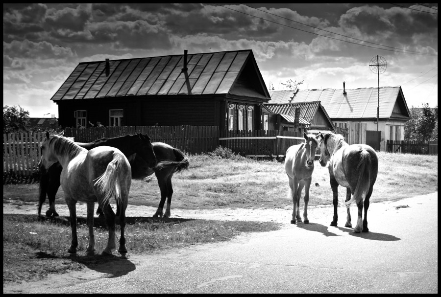 photo "***" tags: nature, landscape, pets/farm animals