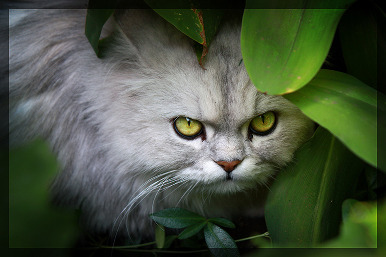 фото "Я злой и страшный серый кот" метки: природа, домашние животные