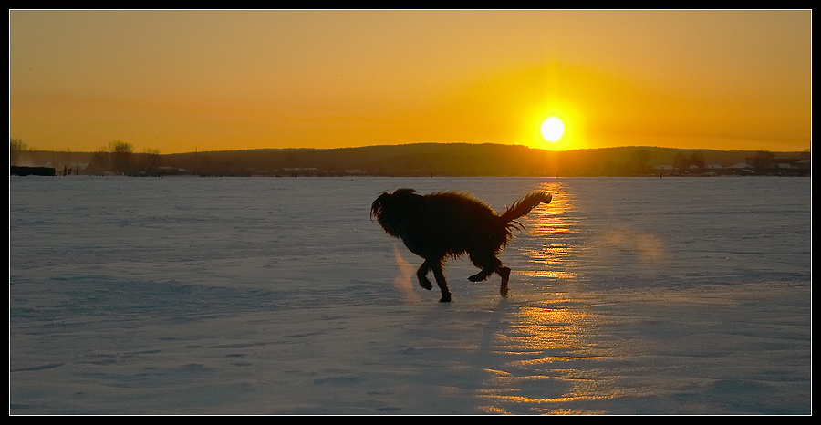 photo "tramp" tags: landscape, nature, pets/farm animals, sunset