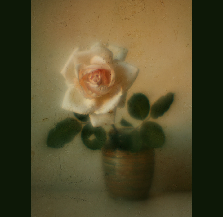 фото "Роза из моего сада" метки: натюрморт, ретро, 