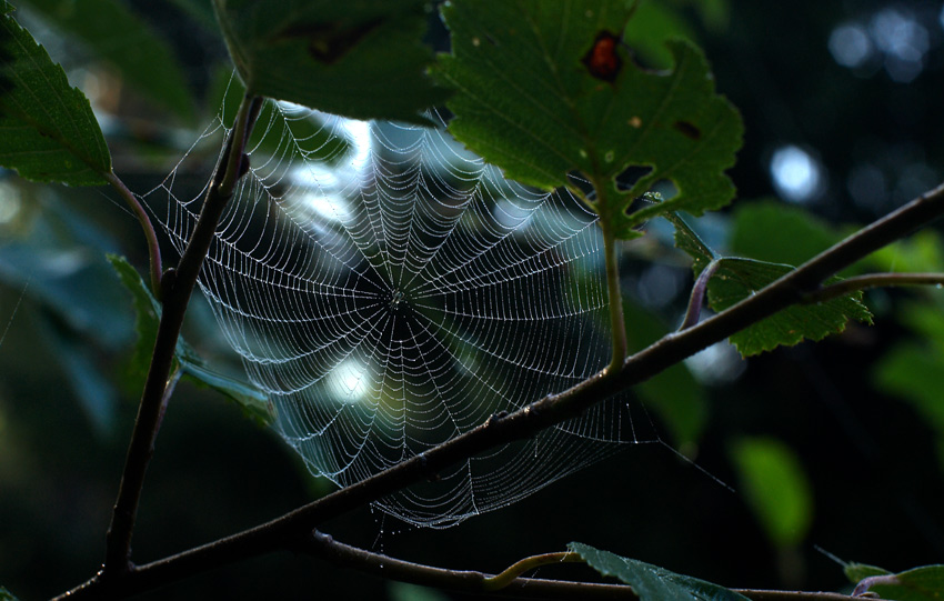 photo "***" tags: nature, insect