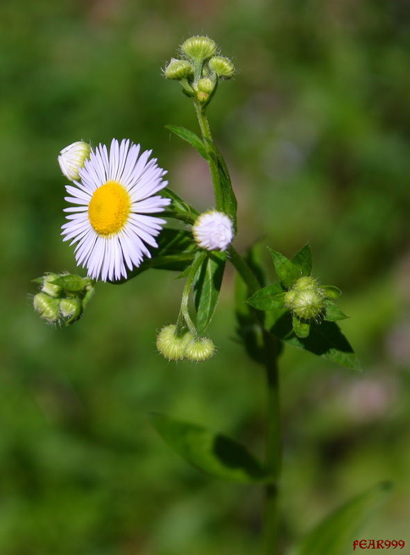 photo "***" tags: nature, flowers