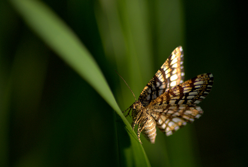 photo "***" tags: nature, insect