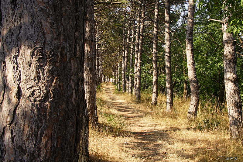 photo "***" tags: landscape, forest, summer