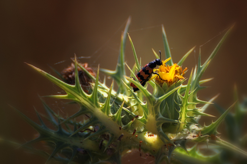 photo "***" tags: nature, flowers, insect