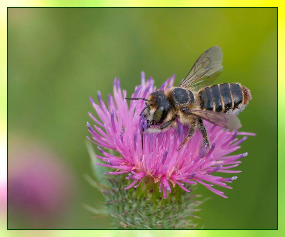 photo "***" tags: nature, macro and close-up, insect