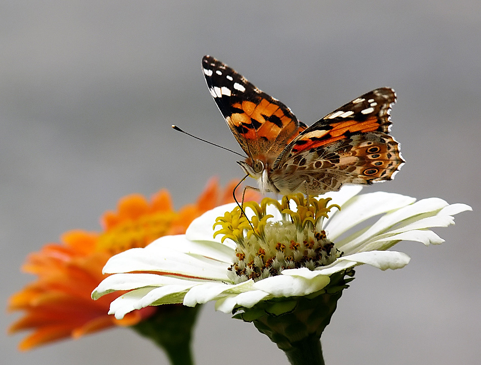 фото "Vanessa cardui" метки: природа, насекомое