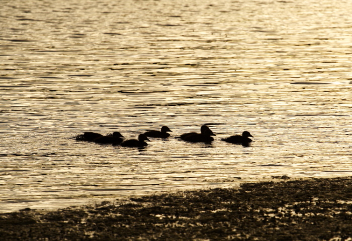 photo "Heading Home for the Night" tags: nature, landscape, water, wild animals