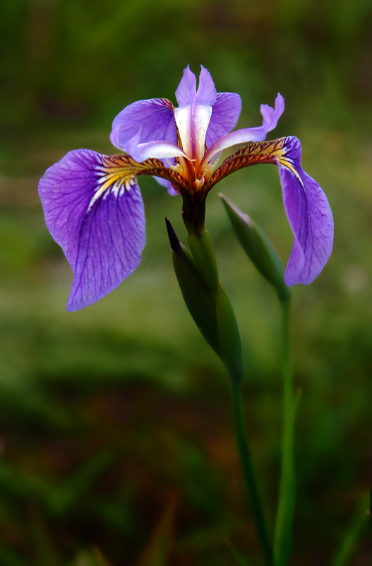 photo "***" tags: nature, flowers