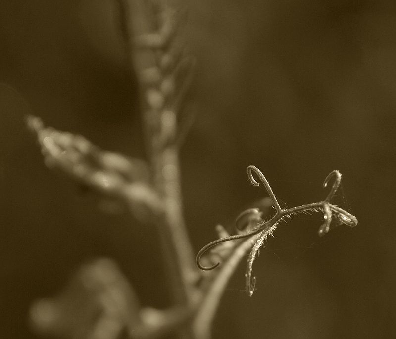 photo "***" tags: nature, flowers