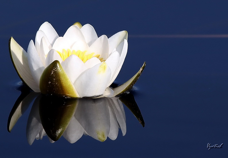 photo "Again  white water lily" tags: nature, macro and close-up, flowers