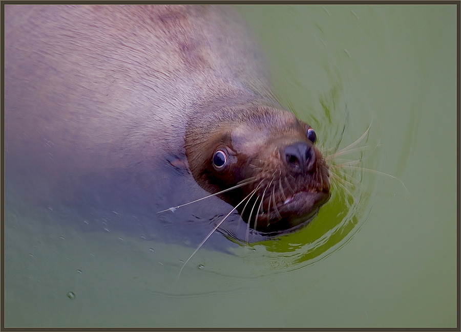 photo "Please smile. I photograph" tags: nature, wild animals