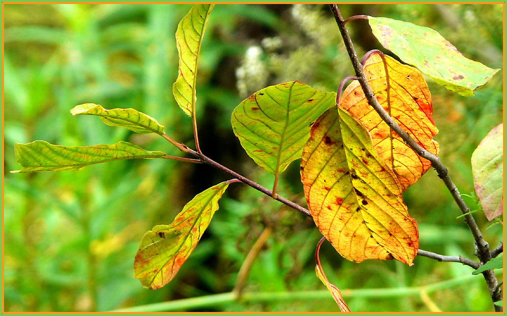 photo "withering of summer ..." tags: landscape, forest