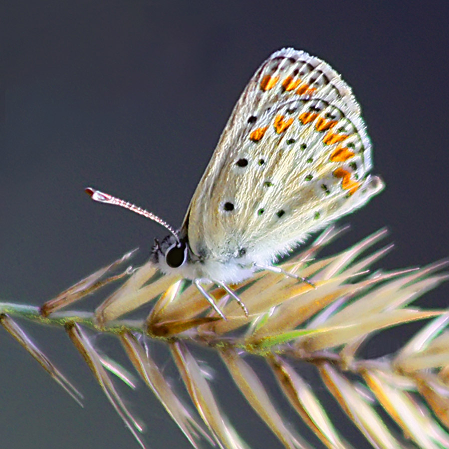 photo "***" tags: nature, insect