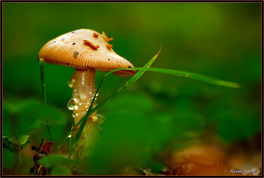 photo "small and fine" tags: nature, macro and close-up, flowers