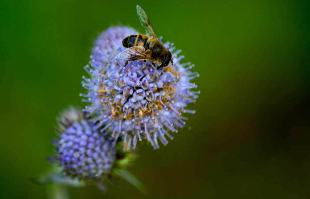 photo "The Bee" tags: travel, nature, Europe, insect