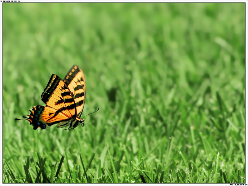 photo "Fly timE" tags: nature, macro and close-up, insect