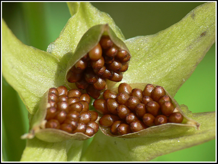 photo "Full  House" tags: nature, flowers